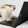 Dog and Computer